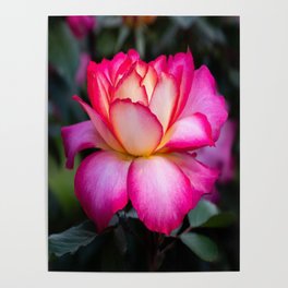 Rainbow Sorbet Rose Poster