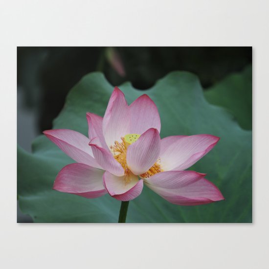 Hangzhou Lotus Canvas Print