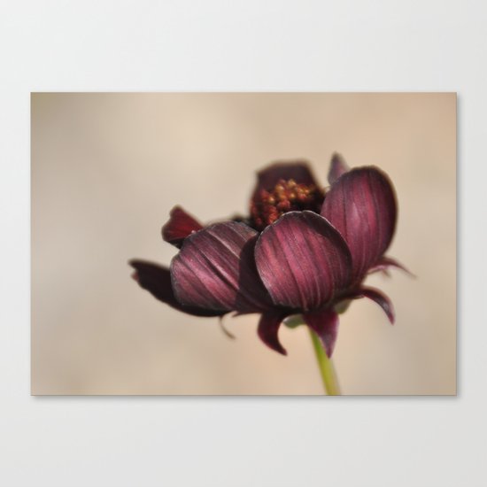Chocolate Cosmos I Canvas Print