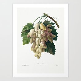 White Grape from Choix des plus belles fleurs (1827) by Pierre-Joseph Redouté.  Art Print
