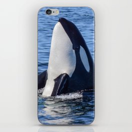 Killer Whale Spy Hop iPhone Skin