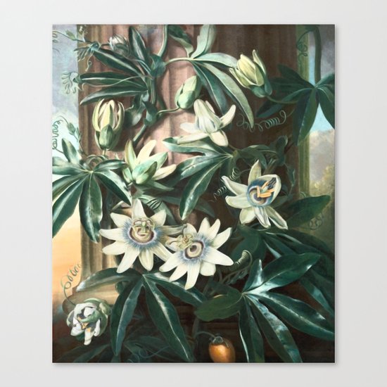 Passion for Passiflora Canvas Print