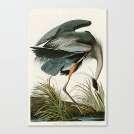 Great blue Heron - John James Audubon's Birds of America Print Canvas Print