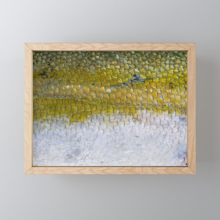 Yellowtail Scales Framed Mini Art Print