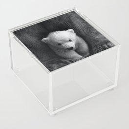 Baby polar bear cub snuggled by mom black and white nature animals photograph - photography - photographs Acrylic Box