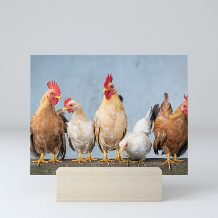 Chicken - Rooster - Hen - Chicks - Easter - Cute - Animals. Little sweet moments. Mini Art Print