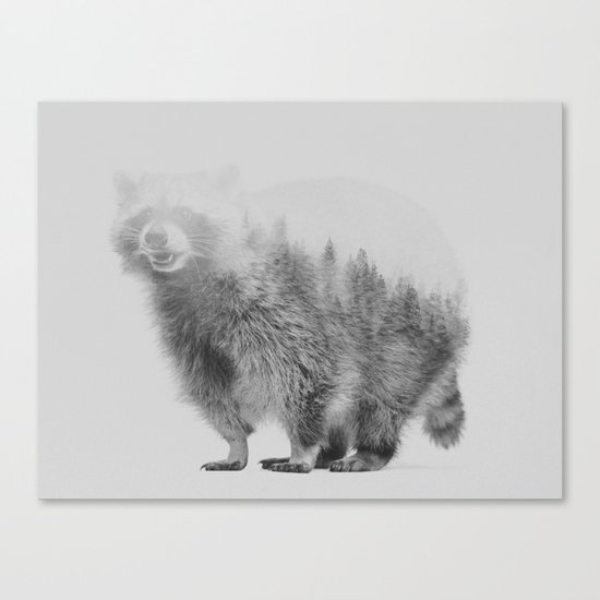 Raccoon (black & white version) Canvas Print