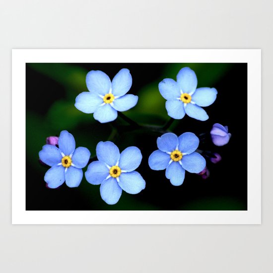 Tiny Blue Flowers Art Print