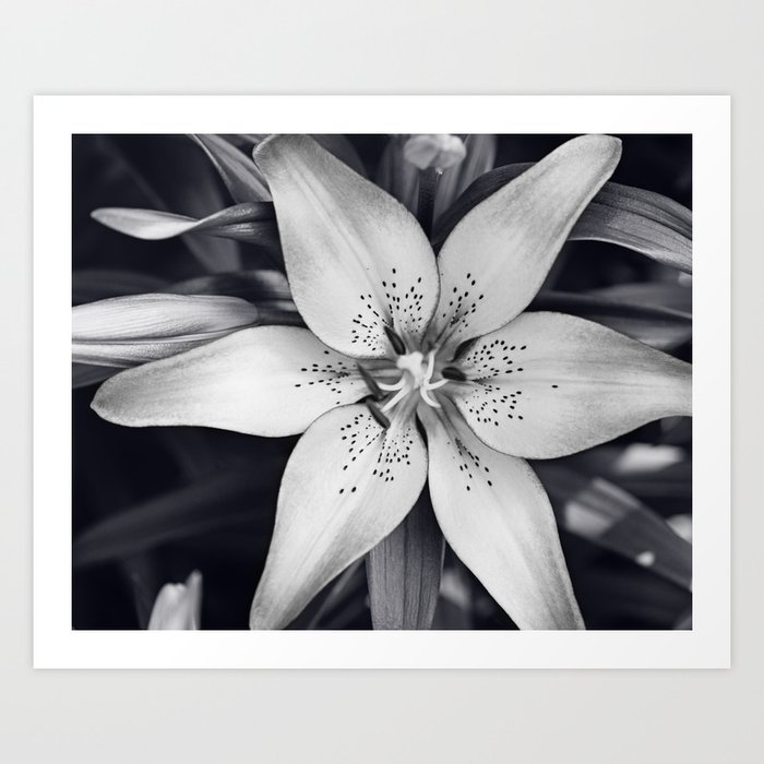 Black And White Lily Flower Photography Grey Floral Art Lillies Photo Grey Lilly Nature Print Art Print By Carolyncochrane Society6