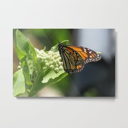 Monarch Butterfly 2022 Metal Print | Color, Digital, Endangered, Oregon, Photo, Milkweed, Monarchbutterfly 