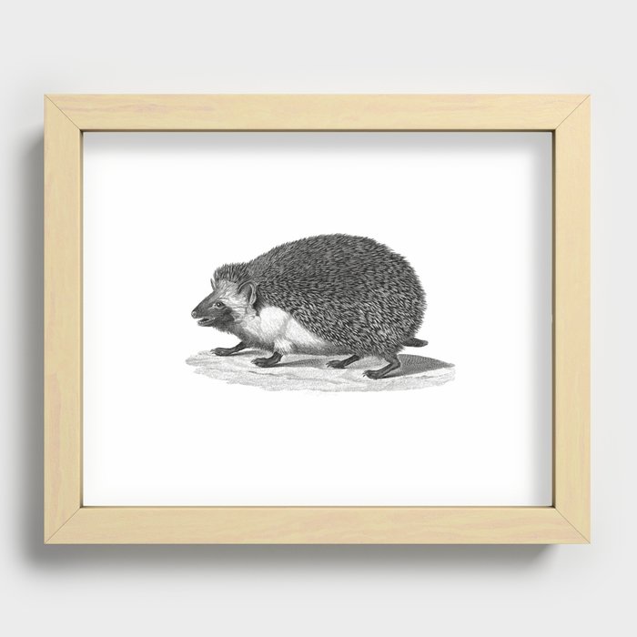 1826 Vintage Etching of Hedgehog Recessed Framed Print