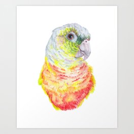 Green Cheeked Conure - bird watercolour Art Print