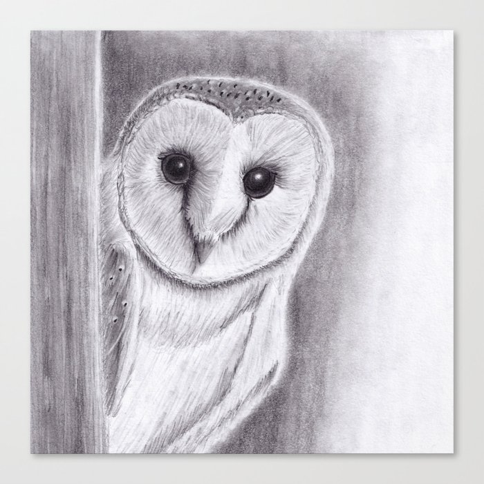 Barn Owl Pencil Drawings Canvas Print