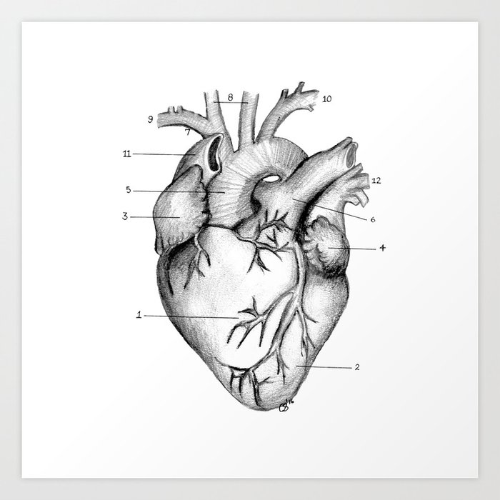 Anatomical Heart Art Print By Carmenszetodesigns Society6