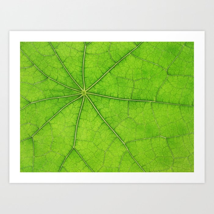 Green Leaf Veins 03 Art Print