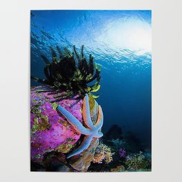 porcupine fish Poster