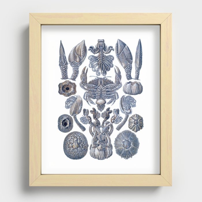 Ernst Haeckel Blue Sky Crab Cirripedia Recessed Framed Print