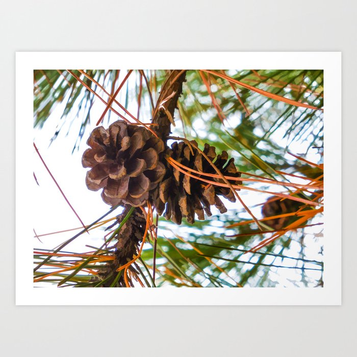Pine Cone on a Pine Tree Art Print