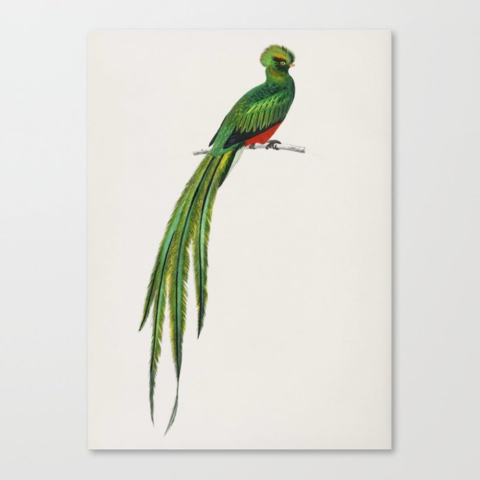 Pavonine quetzal (Pharomachrus pavoninus) illustrated by Charles Dessalines D' Orbigny (1806-1876) Leinwanddruck