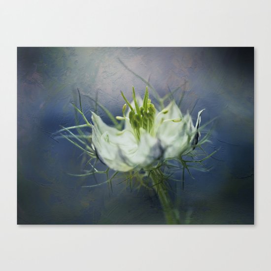 Nigella Canvas Print