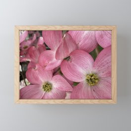 Playful Pink Dogwood Flowers Blooms Framed Mini Art Print