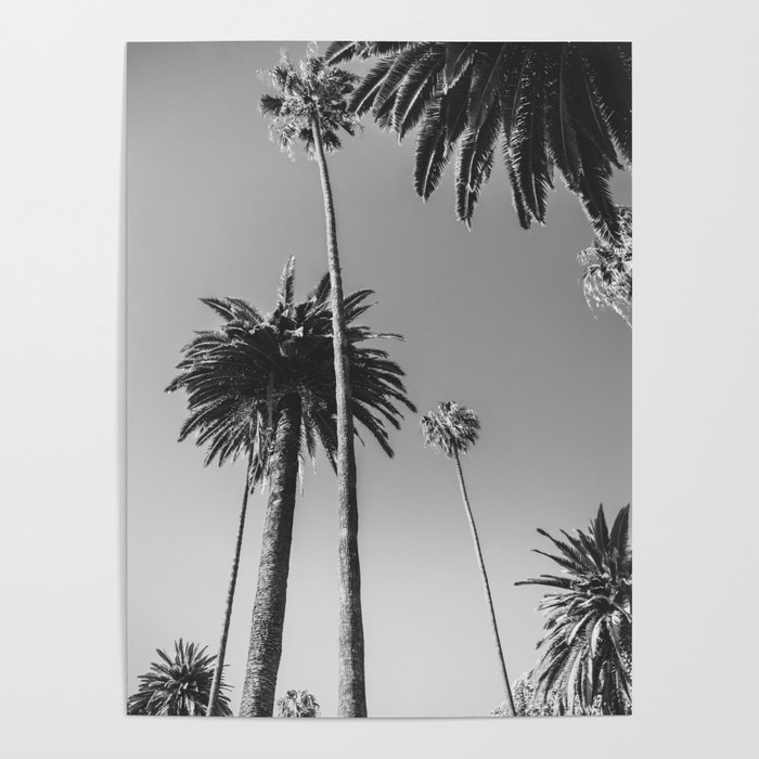 Palm Trees (Black and White) Poster