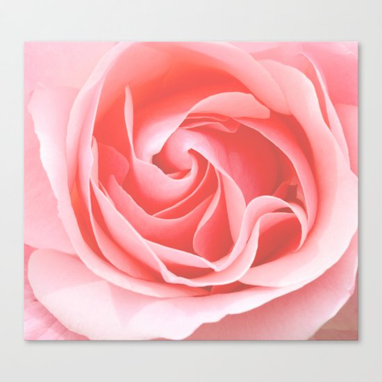 Velvet pink rose - Roses Flowers Flower Canvas Print