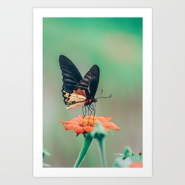 Butterfly on a flower | Nature | Thailand Art Print