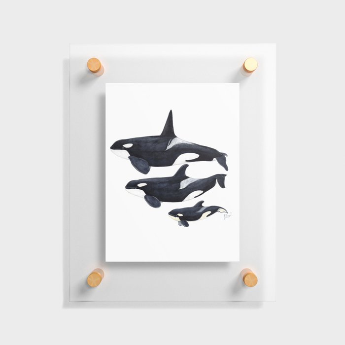 Orca (Orcinus orca) Floating Acrylic Print