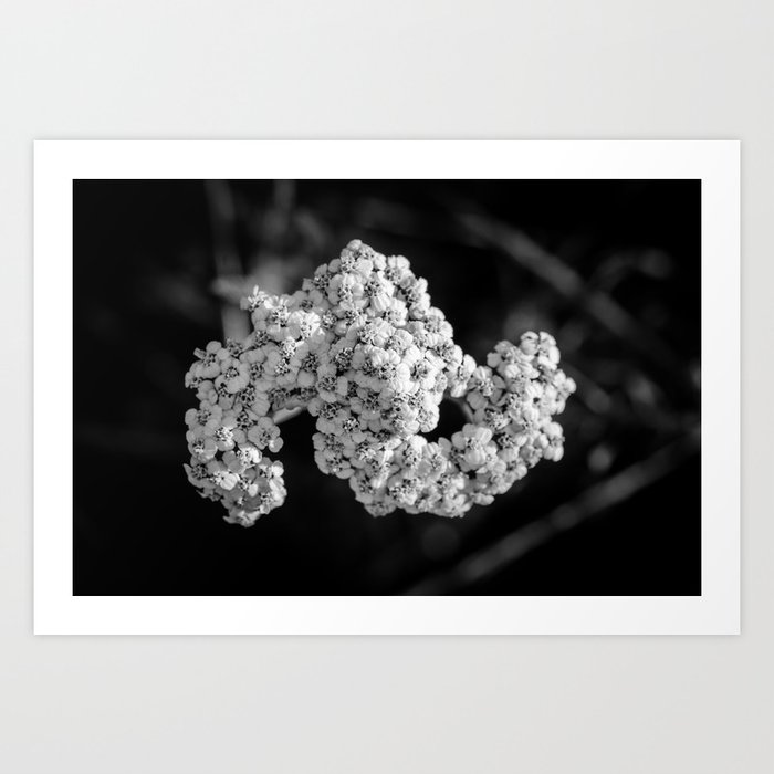 Yarrow in Bryce Canyon National Park Art Print