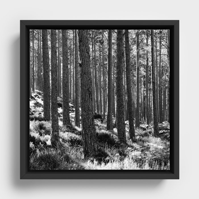 Pine Woodland in Black and White Framed Canvas