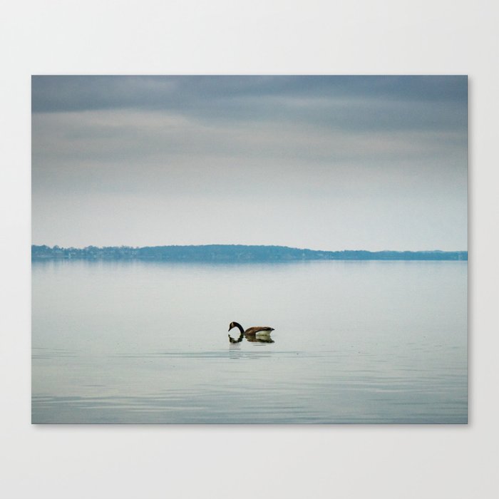 one duck Canvas Print