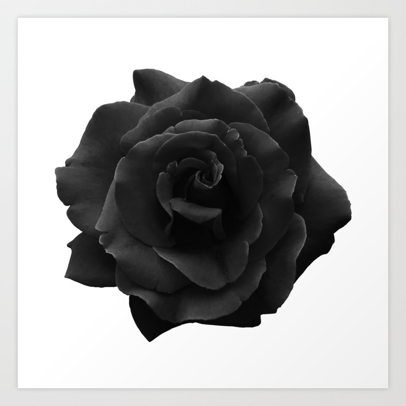 Black Rose On White Single Large High Resolution Art Print By Dominantprimate Society6