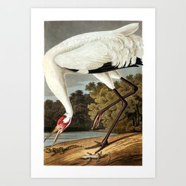 Whooping Crane, Birds of America by John James Audubon Art Print