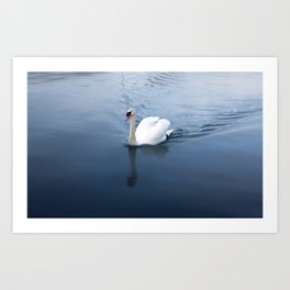Mute Swan on a Blue Lake on April 22nd, 2022. I Art Print