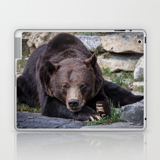 Big brown bear relaxing in the sun - nature - animal - photography Laptop & iPad Skin