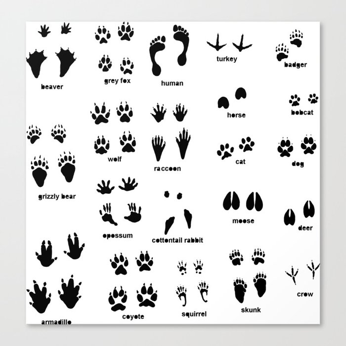 Animal Track Identifier Canvas Print