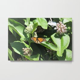 Milkweed Monarch Metal Print