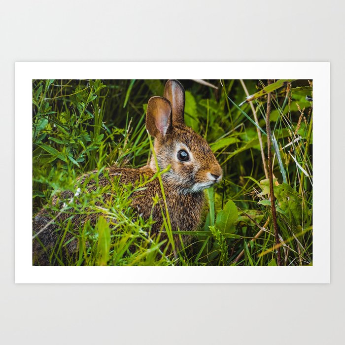 A Wild Bunny Hides in the Grass Photograph Art Print