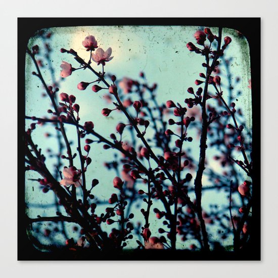 Spring Blossoms - Through The Viewfinder (TTV) Canvas Print