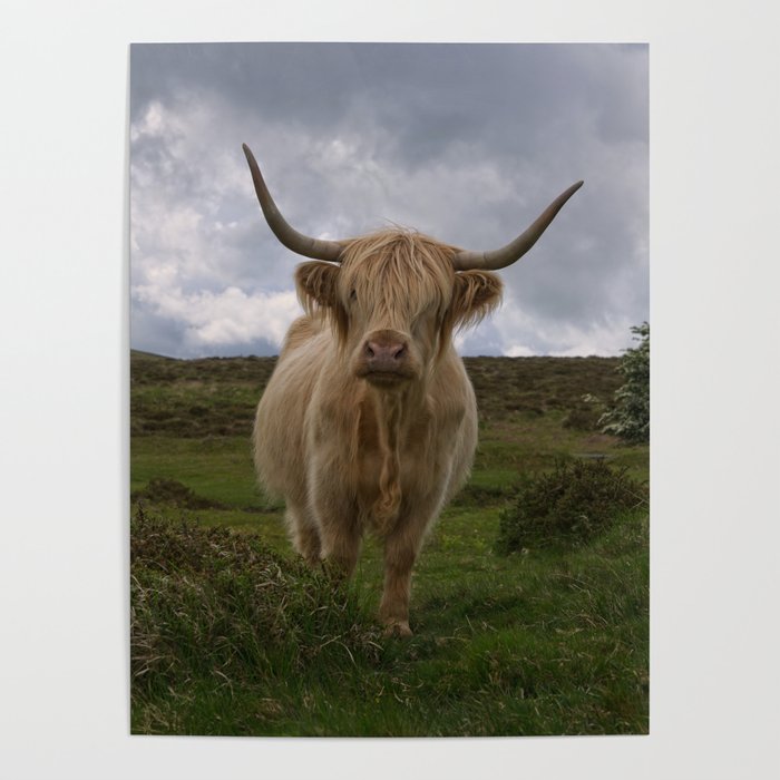 Highland Cow Roaming Free Poster