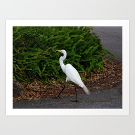 Great Egret On Prowl >> Egret Art Prints Society6 Great Egret On Prowl >> Egret Art Prints Society6