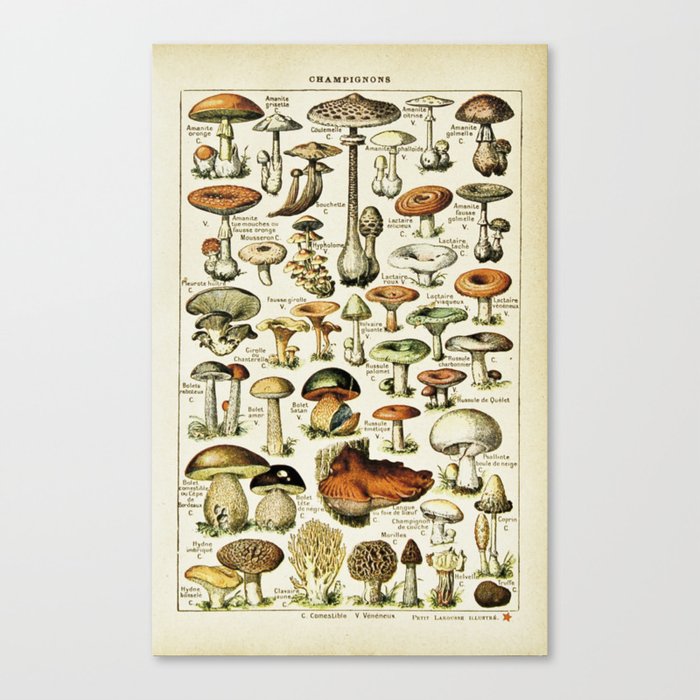 Vintage French Mushrooms Canvas Print