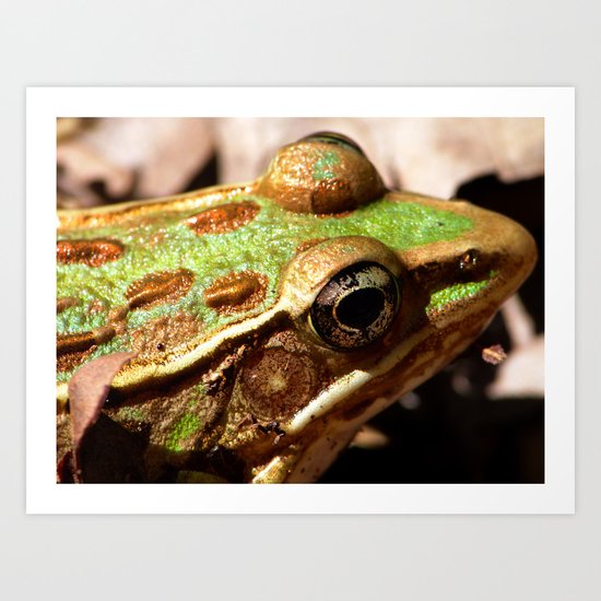frog face III Art Print