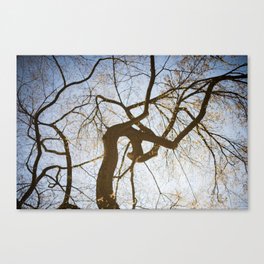 Willow in New York Canvas Print