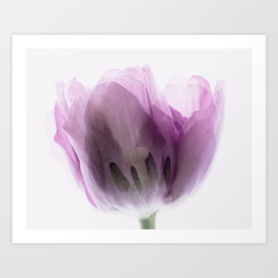 Inside Out Tulip Art Print