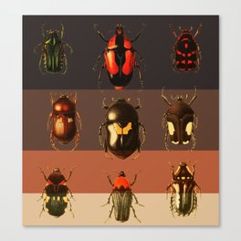 Bug Beetle Insects Species Coleoptera Beetles Animals Canvas Print