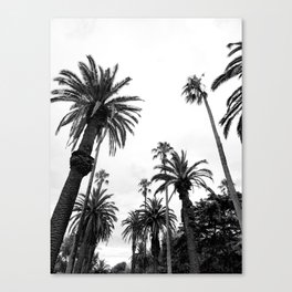 Black and White Palm Trees Canvas Print