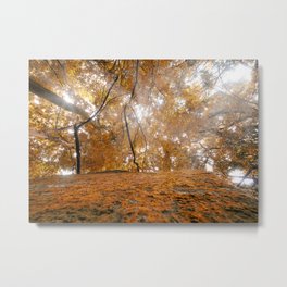 autumn in the forest Metal Print | Path, Park, Autumn, Tree, Landscape, Fall, Leaves, Season, Orange, Yellow 