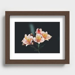 Lily of the Incas Recessed Framed Print